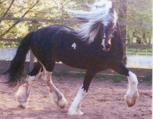 Rainbow Warrior - Irish Cob Stallion